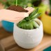 Micelec Cute Succulent Plants Flower Pot Saucer Tray Planter Home Desk Garden Decor   